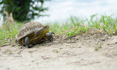 Emys orbicularis (European pond turtle)