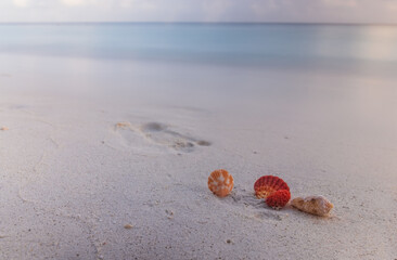 Ocean corals on a beach sand with space for text, ocean on bacground. Maldives, july 2021. Crossroads Maldives.