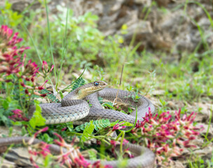 Montpellier snake (Malpolon monspessulanus)