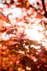 red sunny autumn leaves, golden autumn arrival, red-leaved plum, horizontal image.