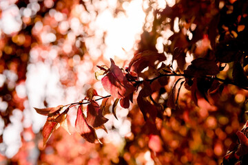 the sun shines through the leaves of the trees. red sunny autumn leaves, golden autumn arrival,...