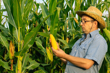 Senor farmer in hat and glasses inspects the corn crop in the vegetable garden. Ripe swing of corn...
