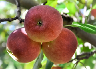 Ripe apples on tree