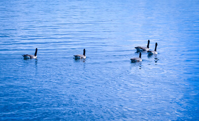 Geese swimming in the lake