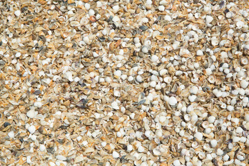 Multi cereal flakes background. Healthy lifestyle concept. Small sea shells on the beach by the sea. Shells of many types and sizes are found on our shelling beaches. at the sunset and warm tone.