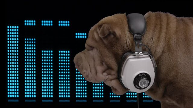 DJ french bulldog with headphones
