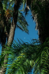 Fototapeta premium palmera 2