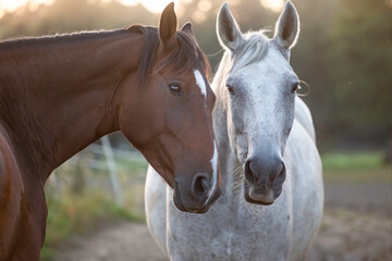 Couple of beautiful horses close up portrait. Loving romantic tender moment at sunset on the meadow