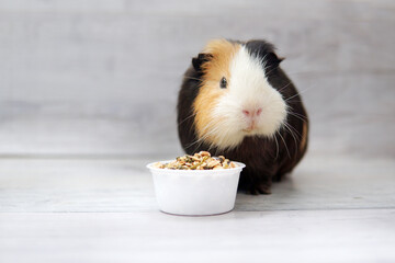 guinea pig eats food from a bowl