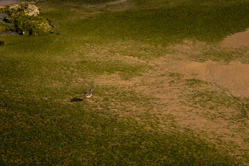 sprinkler spraying water