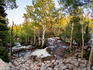 View of many aspen trees in the Rocky Mountain forest.