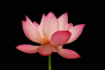 Pink lotus flower, isolated on black background. Object with clipping path