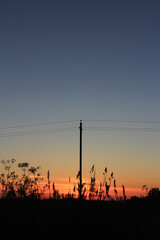 power line support and grass stems on the background of sunset