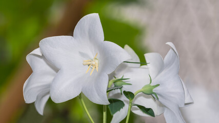 Delicate blooms of white form balloon flower in romantic detail. Platycodon grandiflorus. Closeup of beautiful bouquet of flowering cultivated herb also known as Chinese bellflower on blur background.
