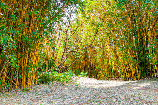 Green yellow bamboo trees tropical forest San José Costa Rica.