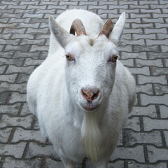 A goat looking with great interest - obrazy, fototapety, plakaty