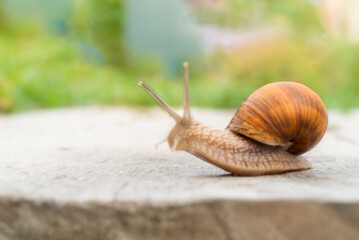 Large snail crawling on a wooden surface in nature