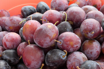 close-up ripe red plums,natural backyard plums,