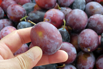 close-up ripe red plums,a person is holding ripe plums in his hand,