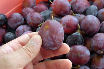 close-up ripe red plums,a person is holding ripe plums in his hand,