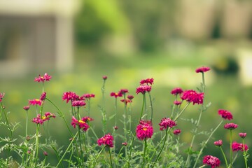 Fresh beautiful blooming flower green leaf background.