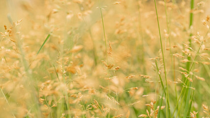 Beautiful golden and green grass in the meadow in the morning at dawn background.