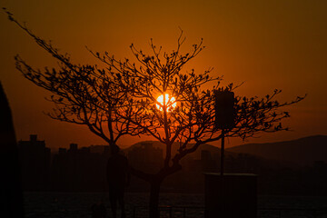 Por do sol entre galhos no fim de tarde lindo céu laranja paisagem bela