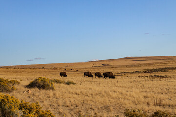 Fototapeta na wymiar Bison herd in the wild