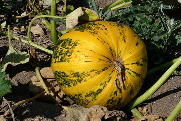 maturing in the fields of pumpkins, pumpkin seed harvest time,