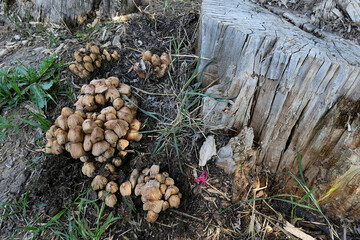 poisonous forest mushroom, poisonous mushrooms on the tree,