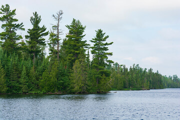 Pine Forest on the Lakeshore