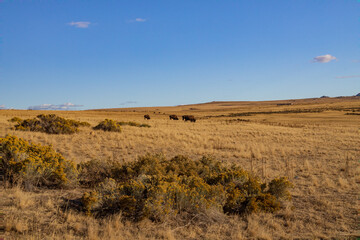 Obraz premium Bison herd in the wild
