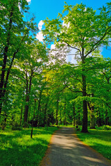 Scenic walking trail in a green garden.