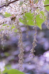 Fleur dans les arbres en forêt