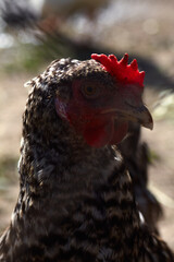portrait of a chicken