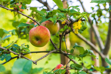 Beautiful view of apple tree. Healthy food concept. Beautiful nature background. Sweden.
