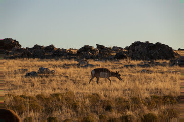 Pronghorn in the wild