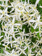 Close up of white star clematis flower on a vine