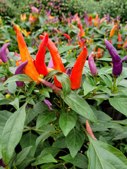 Close up of ornamental pepper plants in a greenhouse