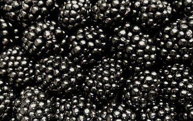 Texture background from a large number of blackberries. Natural berry background