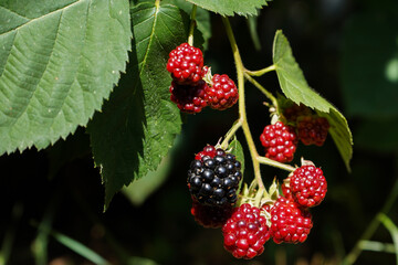 Ripe and unripe blackberries on the bush with selective focus. Bunch of berries