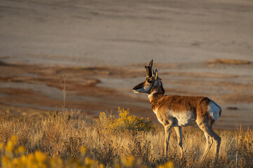 Pronghorn in the wild