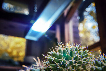 Large cactus under bright diode lamp. Growing succulents at home with artificial diode lighting.