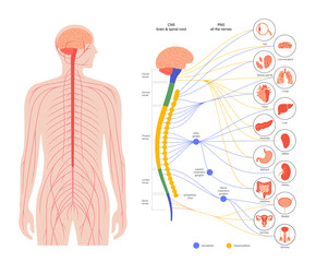 Autonomic nervous system