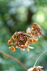 Fleur des champs en automne