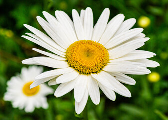 Fototapeta premium Daisy