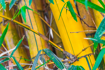 Green yellow bamboo trees tropical forest San José Costa Rica.