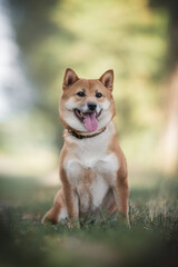 A young shiba inu in a red collar sitting on a path among the green grass against the backdrop of a bright summer landscape
