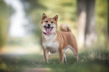 A young shiba inu in a red collar standing on a path among the green grass against the backdrop of a bright summer landscape. Looking to the camera