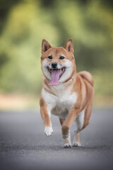 Naklejka na ściany i meble A young shiba inu in a red collar running on gray asphalt against the backdrop of a bright summer landscape. Paws in the air